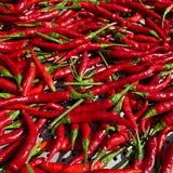 Pepper Chili Live Plant, Chili Plant, 6-9 Inch Tall, 4 Inch Pot