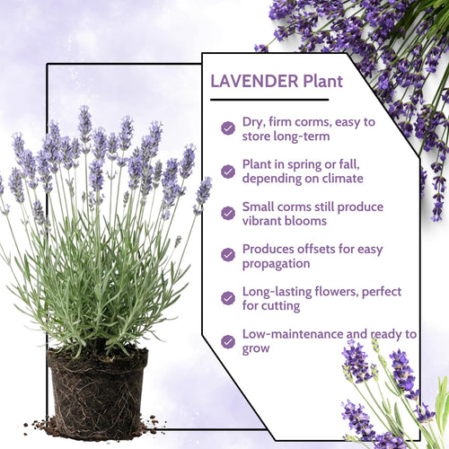 2 Provence Live Lavender Plants, Starter Plant, 4-7 Inch Tall