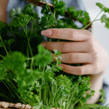 Parsley Herb Live Plant, Edible Fragrant Herb Plant, 4-7 Inch Tall