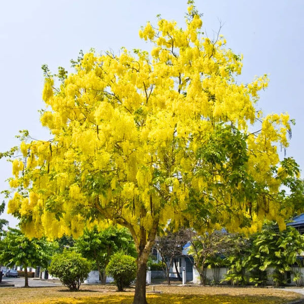 3 Yellow Cassia Live Plants, Patio Garden Tree, 4-7 Inch Tall