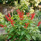 Pineapple Salvia Sage Live Plant, Home Garden Flower, 4-7 Inch Tall