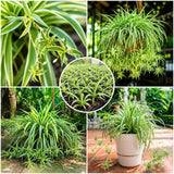Variegated Spider Plant Live, Trailing Indoor Houseplant, 4-6 Inch Tall