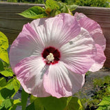 2 White Hibiscus Flower Live Plants, 4-8 Inch Tall