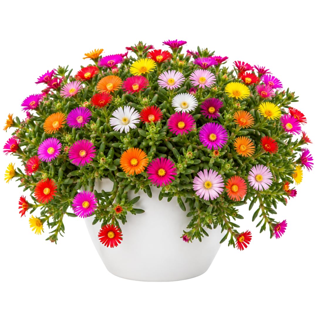 Ice Plant Live Plant, Flowering Succulent Ground Cover, 4 Inch Pot