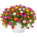 Ice Plant Live Plant, Flowering Succulent Ground Cover, 4 Inch Pot