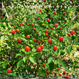 Red Chiltepin Pepper Live Plant, 4-7 Inch Tall Potted Plant, 4 Inch Pot