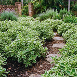 2 Cuban Oregano Live Plants, Herb Plant, 4 Inch Tall, 4 Inch Pot