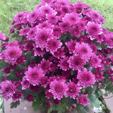 2 Purple Chrysanthemum Live Plants - 3-6 Inch Tall