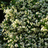 White Star Jasmine Live Plant, Well-Rooted Flower Plant, 4-6 Inch Tall