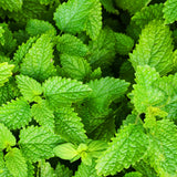 Lemon Balm Herb Live Plant, Herb Seedling Plant, 4-6 Inch Tall, 4 Inch Pot