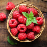 Red Raspberry Live Plant, Edible Berry Plant, 3-5 Inch Tall, 4 Inch Pot