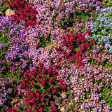 3500 Mix Creeping Thyme Seeds to Plant, Raised Bed Garden Seeds