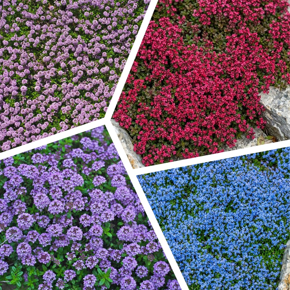 3500 Mix Creeping Thyme Seeds to Plant, Raised Bed Garden Seeds