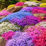 2 Random Creeping Phlox Live Plants, 5-9 Inch Tall