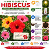2 Pink Hibiscus Bushes Live Plants, Patio Container Flower, 4-8 Inch Tall