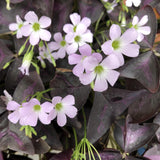 Purple Shamrock Oxalis Live Plant, Indoor Plant, 4-6 Inch Tall, 4 Inch Pot