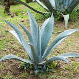 Blue Agave Live Plant, Xeriscape Garden Plant, 4 Inch Pot