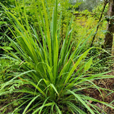 Lemongrass Herb Live Plant, Culinary Garden Herb, 4-7 Inch Tall