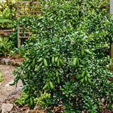 Green Finger Lime Tree Live Plant, Home Garden Plant, 1 Gallon Pot