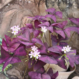 Purple Shamrock Oxalis Live Plant, Indoor Plant, 4-6 Inch Tall, 4 Inch Pot
