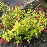 Pineapple Sage Salvia Live Plant in 4" Pot, 2 Plant Per Pot