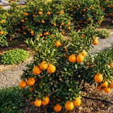 Orange Mandarin Tree Live Plant, Live Starter Plant, 1 Gallon Pot