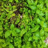 Mojito Mint Live Plant, Indoor Outdoor Herb Plant, 3-5 Inch Tall