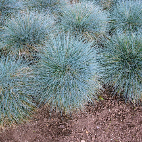 2 Ornamental Grass Plants Live, Well-Rooted Grass Plant, 4 Inch Pot