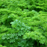 2 Parsley Plants Live, Edible Fragrant Herb Plant, 4-7 Inch Tall