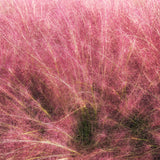 3 Pink Muhly Grass Plants Live, Outdoor Landscape Grass, 4-7 Inch Tall