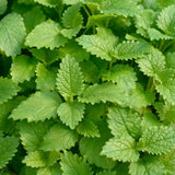 Lemon Balm Mint Live Plant, Herb Seedling Plant, 4-6 Inch Tall, 4 Inch Pot