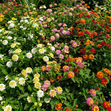 4 Mixed Lantana Live Plants, Indoor Outdoor Plant, 4-7 Inch Tall
