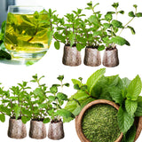 6 Mojito Mint Plants Live, Fragrant Culinary Herb, 3-6 Inch Tall