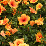 Hibiscus Live Plant, 4-8 Inch Tall