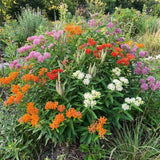 Set of 2 Mix Milkweed Live Plant 4-6" Tall