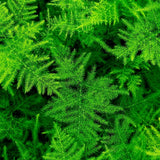 Asparagus Fern Plant Live, Houseplant, 4-6 Inch Tall, 4 Inch Pot