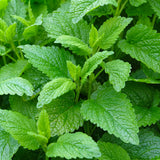 Lemon Balm Mint Live Plant, Herb Seedling Plant, 4-6 Inch Tall, 4 Inch Pot