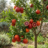 Red Navel Orange Fruit Tree Live, Citrus Plant, 1-2 Ft Tall, Gallon Pot