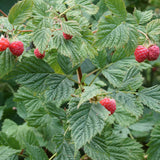 Red Raspberry Plant Live, Edible Berry Plant, 3-5 Inch Tall, 4 Inch Pot