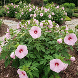 Set 2 Red Pink Hibiscus Plant Live