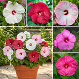 2 Mixed Hibiscus Bushes Live Plants, Flower Plant, 4-8 Inch Tall