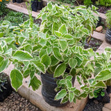 2 Variegated Cuban Oregano Herb Live Plants, Patio Container Herb