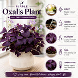 Purple Shamrock Oxalis Plant Live, Indoor Plant, 4-6 Inch Tall, 4 Inch Pot