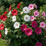 2 Mixed Hibiscus Bushes Live Plants, Flower Plant, 4-8 Inch Tall
