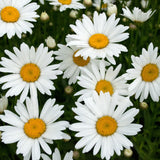 White Daisy Plant Live, Flowering Plant, 3-5 Inch Tall, 3 Inch Pot