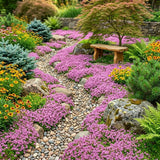 100 Pink Creeping Thyme Seeds, Creeping Thyme Plants, Ground Cover Plants