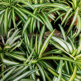 Spider Live Plant, Indoor Houseplant, 4-6 Inch Tall