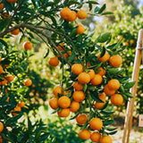 Orange Mandarin Tree Live, Hardy Garden Plant, 1 Gallon Pot