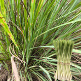 2 Lemon Grass Live Plants, Culinary Garden Herb, 4-7 Inch Tall