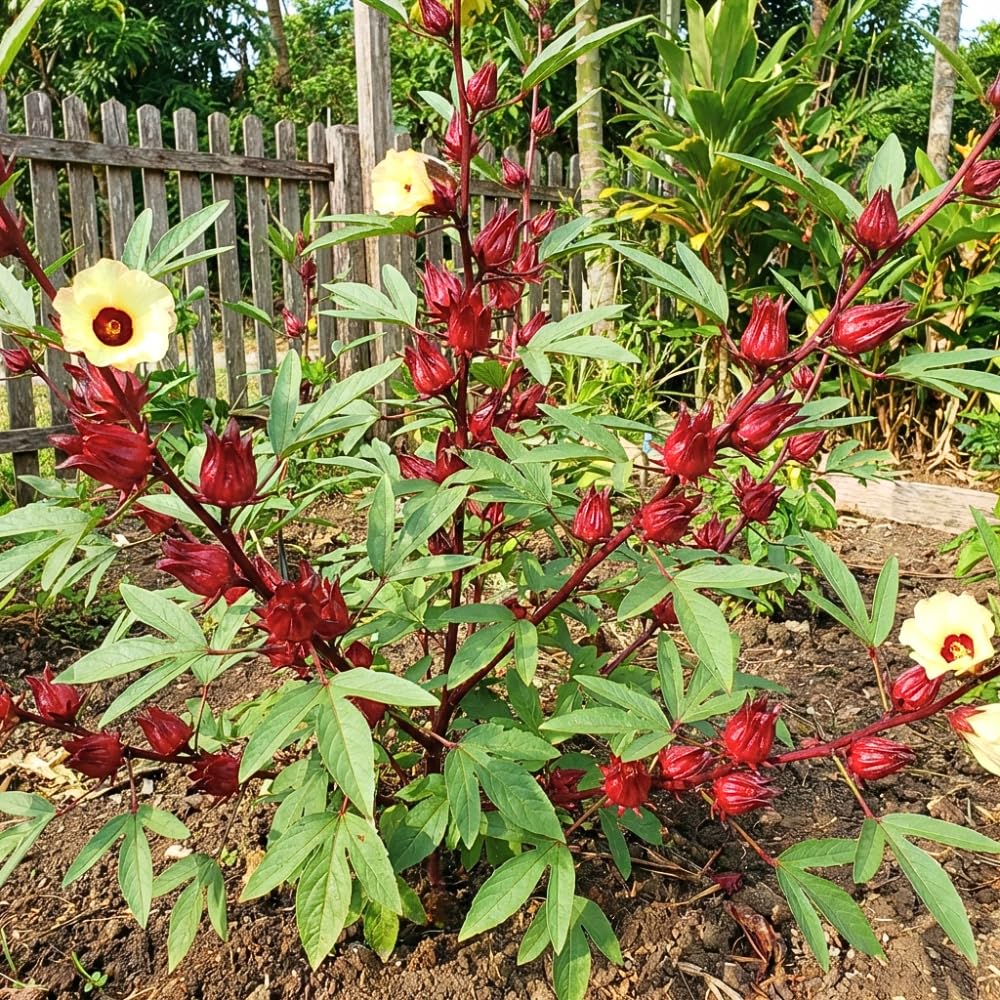100 Roselle Seeds, Seeds for Planting
